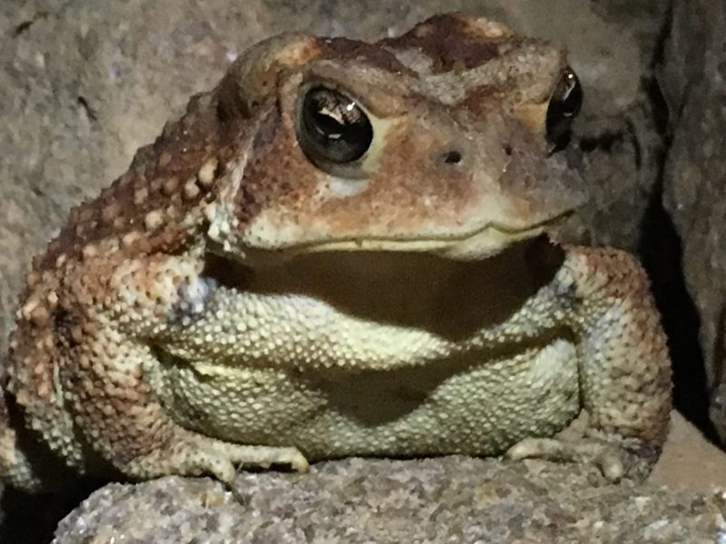 toad